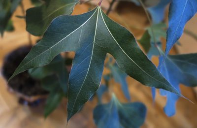 Brachychiton populneus - brachychiton topolový - list